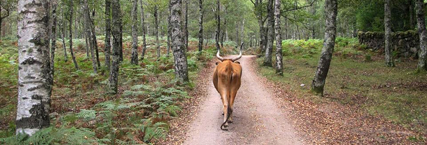 5 REASONS WHY TO EXPLORE THE GERÊS NATIONAL PARK WITH A LOCAL GUIDE