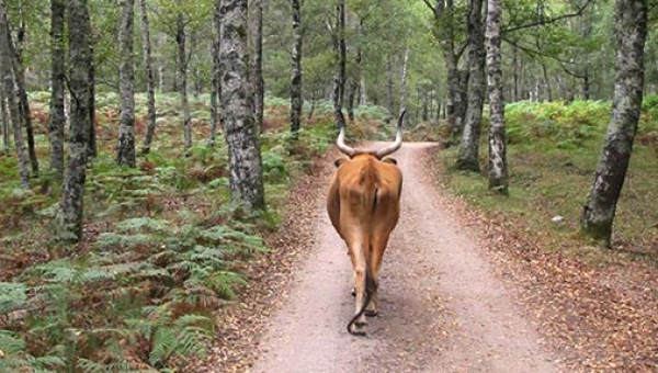 5 REASONS WHY TO EXPLORE THE GERÊS NATIONAL PARK WITH A LOCAL GUIDE