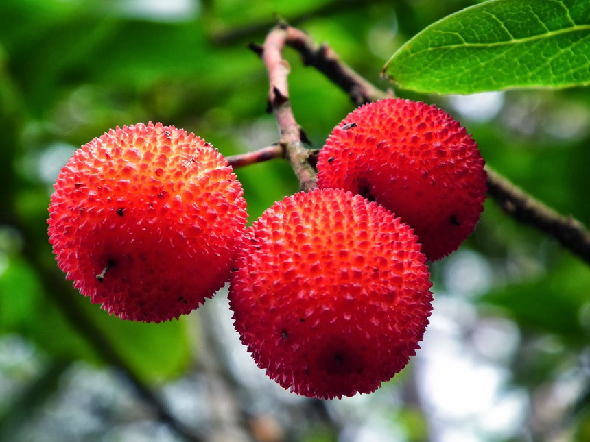Medronho, One of the Taste of Fafião in Geres National Park