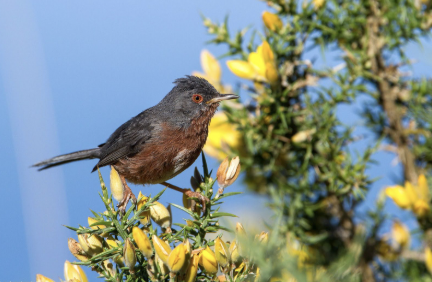 Bird Watching in Northern Portugal: Discover the Wildlife Around Us