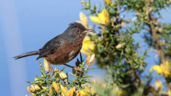 Bird Watching in Northern Portugal: Discover the Wildlife Around Us