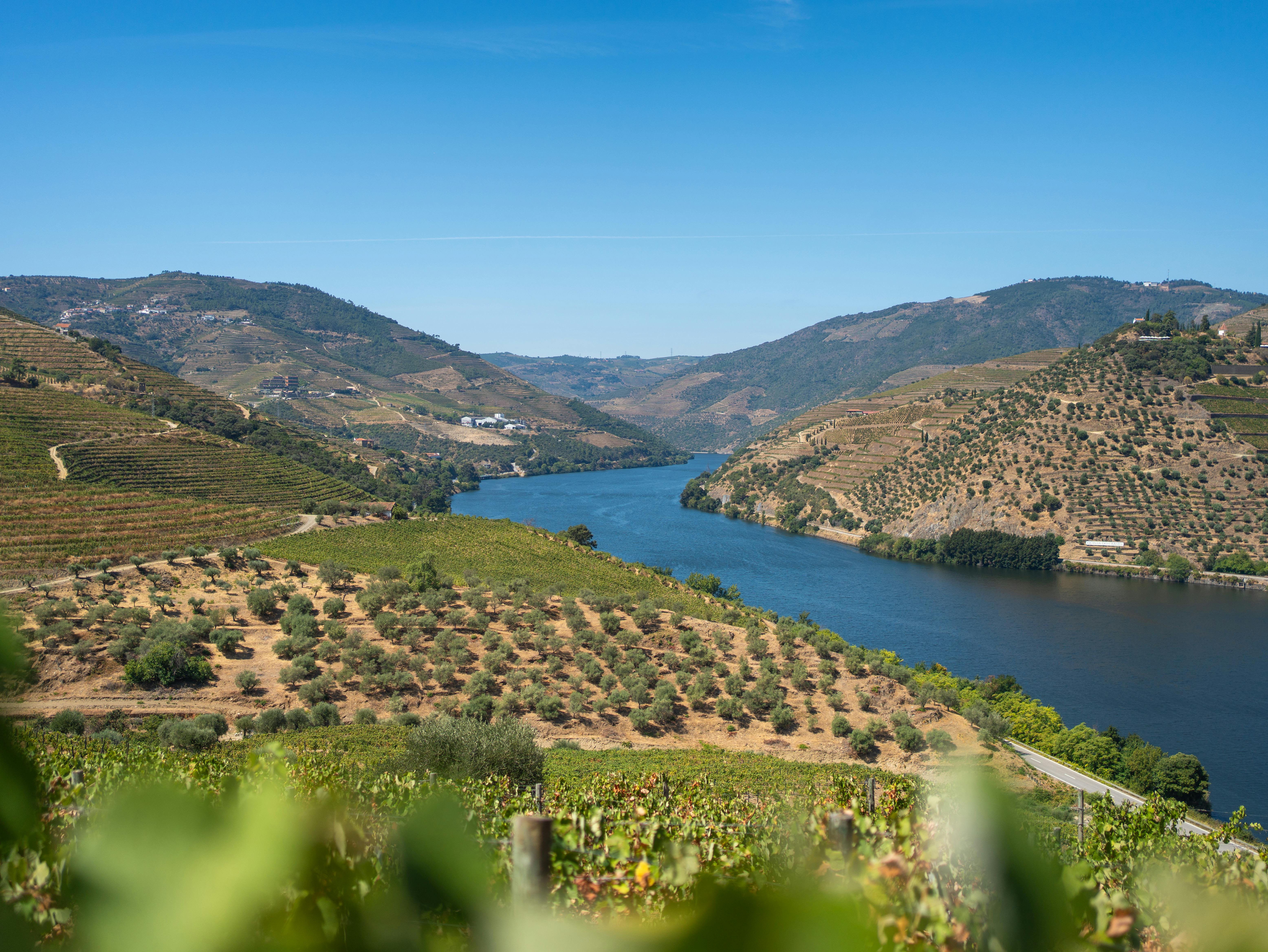 The Vineyards of the Douro: Portugal’s Historic Wine Valley