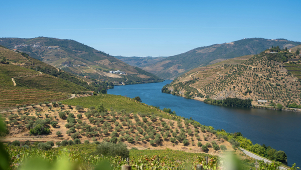 The Vineyards of the Douro: Portugal’s Historic Wine Valley