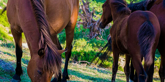 GARRANOS, THE WILD HORSES