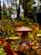 mushroom.14.jpeg